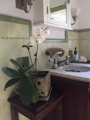 a plant sitting on a counter next to a sink at Mike & Allen's Place on the Park_2 in Columbus