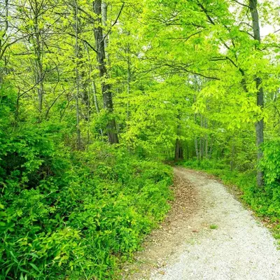 a dirt road through a forest with trees at Charming Tented Cabin Placed in a Selcuded Area in Logan, Ohio in Logan