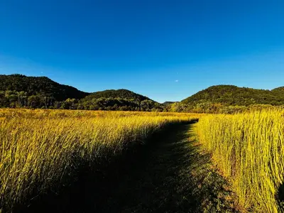 a field of tall grass with mountains in the background at River Rascal at Three Suns Cabins in Stanton