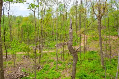 a tree in the middle of a forest at On-Site Trails to Mohican River Tiny Home Retreat in Brinkhaven