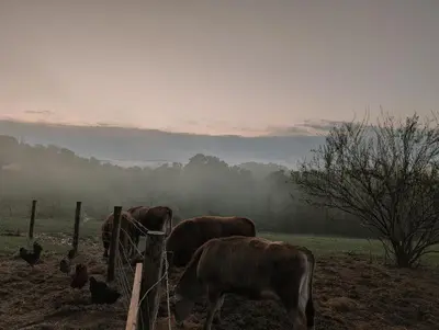 a group of cows and chickens in a field at The Klover in Logan