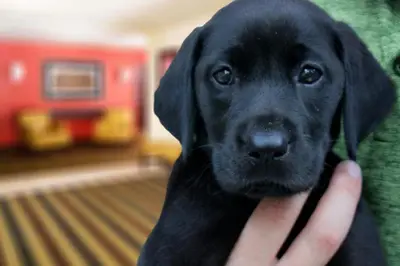 a person holding a black labrador retriever dog at Extended Stay America Suites - Cleveland - Middleburg Heights in Middleburg Heights